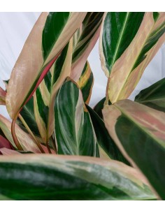 Calathea Triostar | 80 cm 2