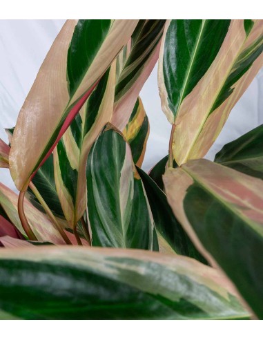 Calathea Triostar | 60 cm