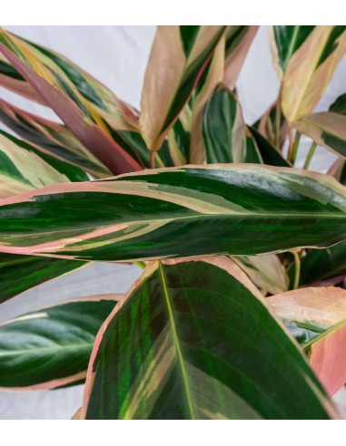 Calathea Triostar | 80 cm