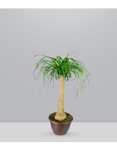 Beaucarnea Nolina | Pianta...