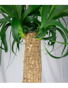 Beaucarnea Nolina | Pianta... 2