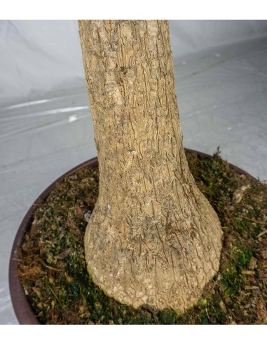 Beaucarnea Nolina o Pianta Mangiafumo...