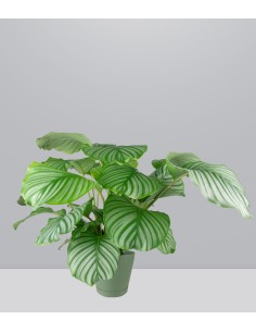 Calathea Orbifolia | 70 cm
