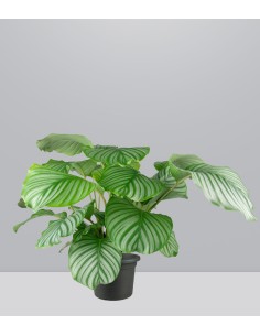 Calathea Orbifolia | 70 cm 2