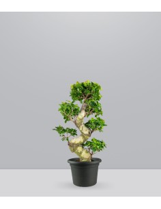 Ficus Ginseng | 80 cm