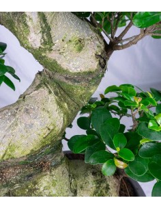 Ficus Ginseng | 80 cm 2