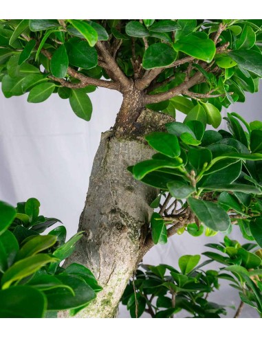 Ficus Ginseng | 80 cm