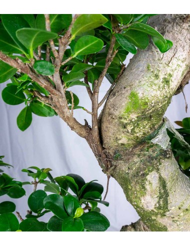 Ficus Ginseng | 80 cm