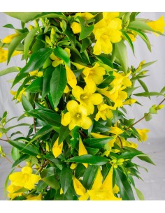 Gelsomino Giallo 2