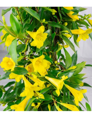 Gelsomino Giallo Gelsomino Giallo