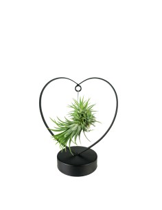 Tillandsia con supporto a...