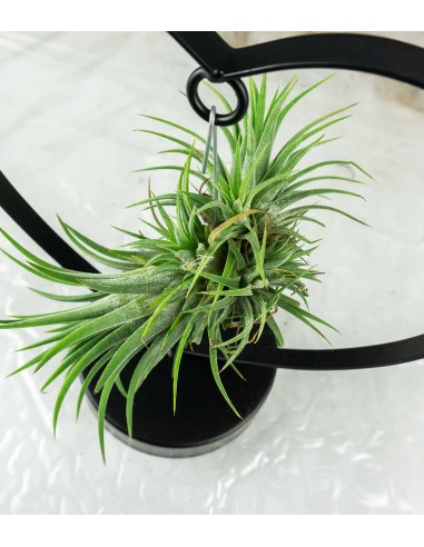 Tillandsia con supporto a Cuore nero
