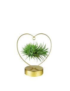 Tillandsia con supporto a...
