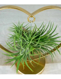Tillandsia con supporto a... 2