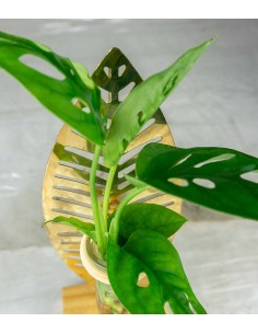 Filodendro idroponico |... 2