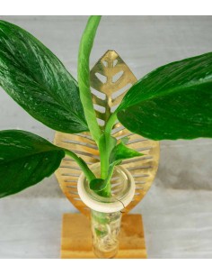 Spatifillo idroponico |... 2