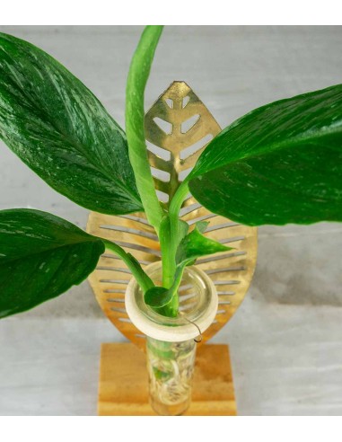 Spatifillo idroponico | Provetta su...