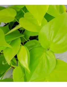 Filodendro scandens Lemon Lime 2
