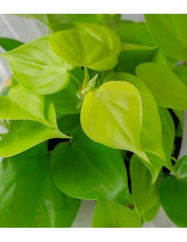 Filodendro scandens Lemon Lime