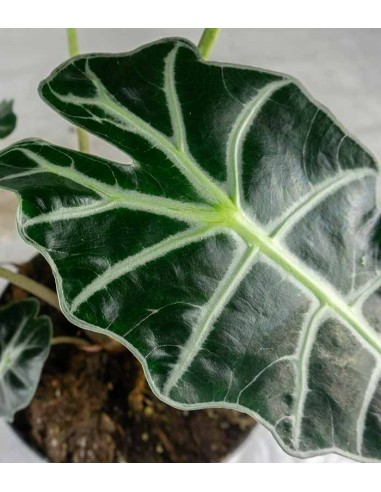 Alocasia Polly