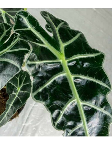 Alocasia Polly