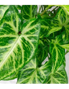 Singonio variegato Arrow 2