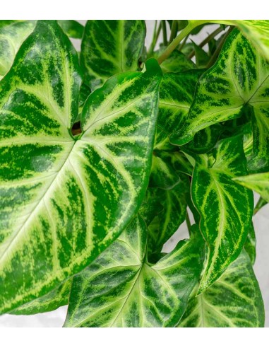 Singonio variegato Arrow