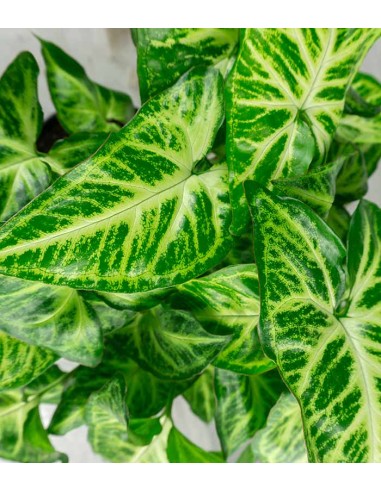 Singonio variegato Arrow