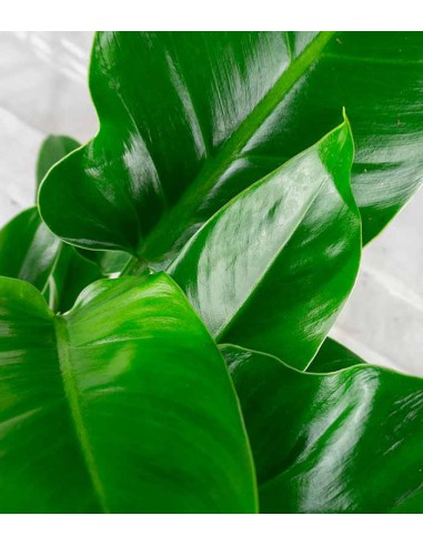 Filodendro Imperial Green