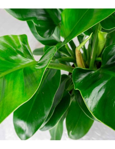 Filodendro Imperial Green