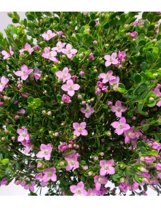 Boronia Crenulata alberello 2