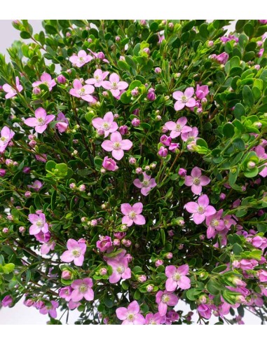 Boronia Crenulata alberello
