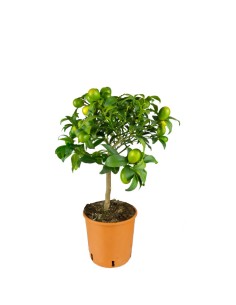 Kumquat alberello