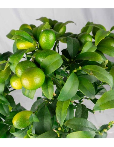 Kumquat alberello