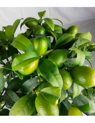 Kumquat alberello 45 cm