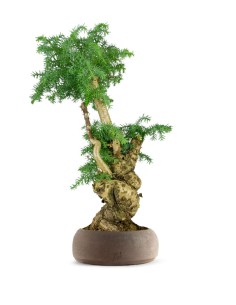 Araucaria Bonsai
