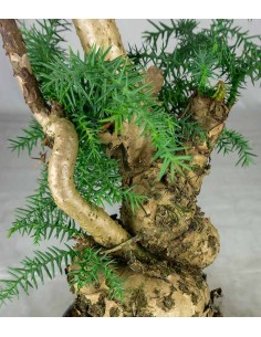 Araucaria Bonsai 2