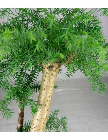 Araucaria Bonsai Araucaria Bonsai