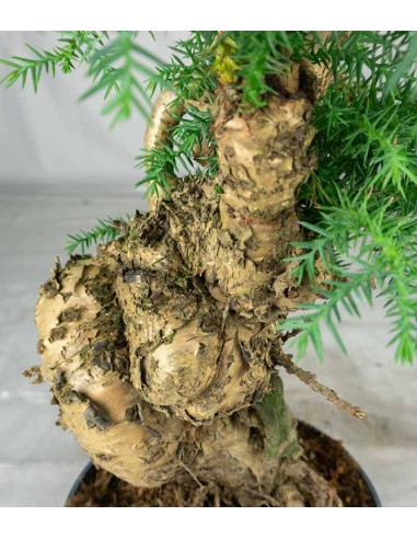 Araucaria Bonsai Araucaria Bonsai