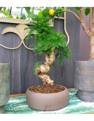 Araucaria Bonsai Araucaria Bonsai