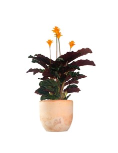 Calathea Crocata 2