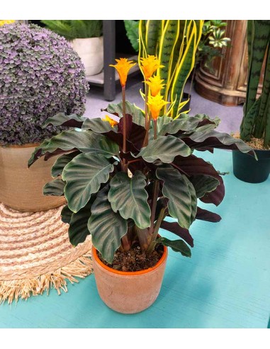 Calathea Crocata
