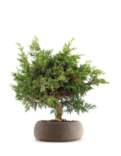 Ginepro Chinensis Itoigawa...