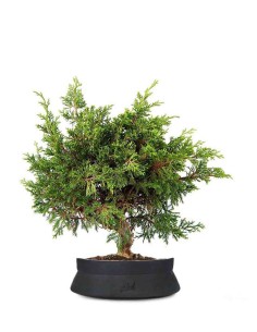 Ginepro Chinensis Itoigawa... 2