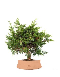 Ginepro Chinensis Itoigawa... 2