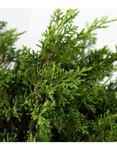 Ginepro Chinensis Itoigawa Bonsai Ginepro Chinensis Itoigawa Bonsai