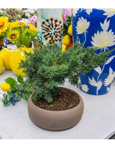 Ginepro Chinensis Itoigawa Bonsai Ginepro Chinensis Itoigawa Bonsai