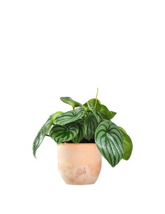 Peperomia Watermelon
