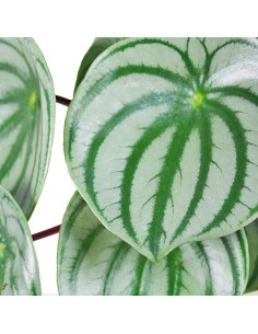 Peperomia Watermelon 2