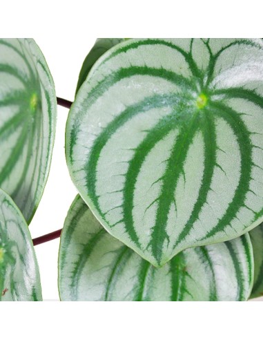 Peperomia Watermelon